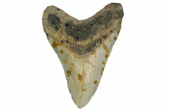 Fossil Megalodon Tooth - North Carolina #182674
